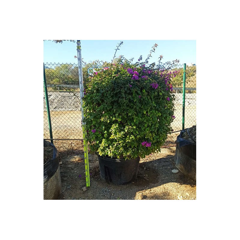 Bougainvillea glabra 'sanderiana' (bougainvillier) rose - taille pot de 15l - 120/150cm