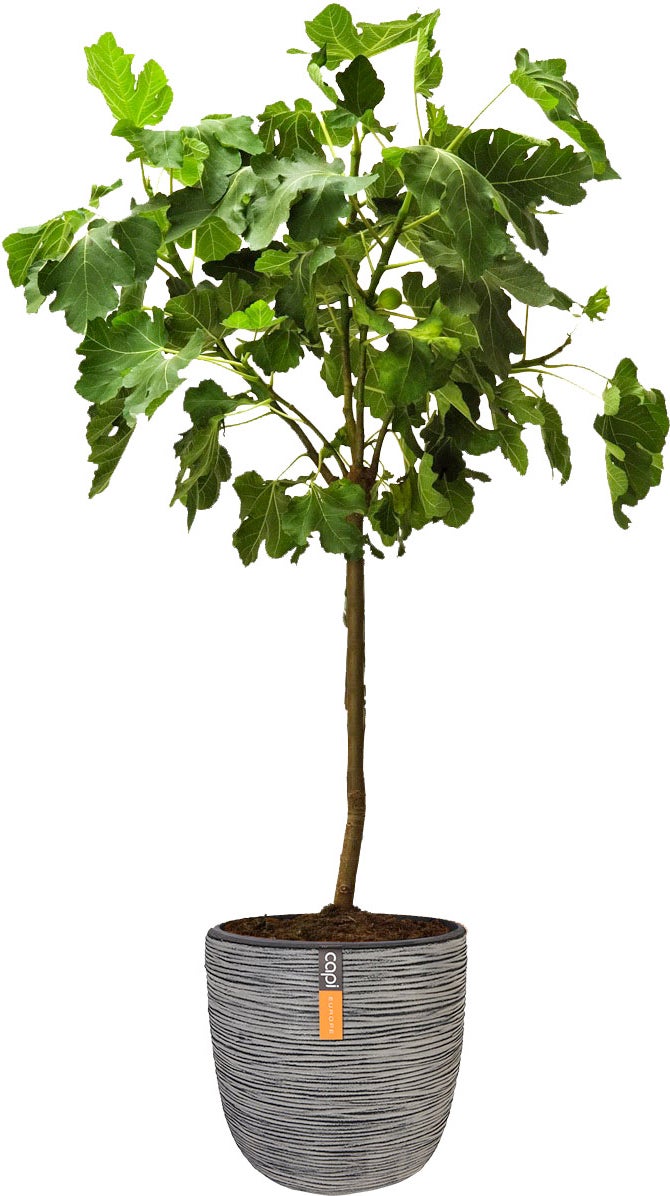 Vijg op stam (Ficus carica) D 32 H 140 cm