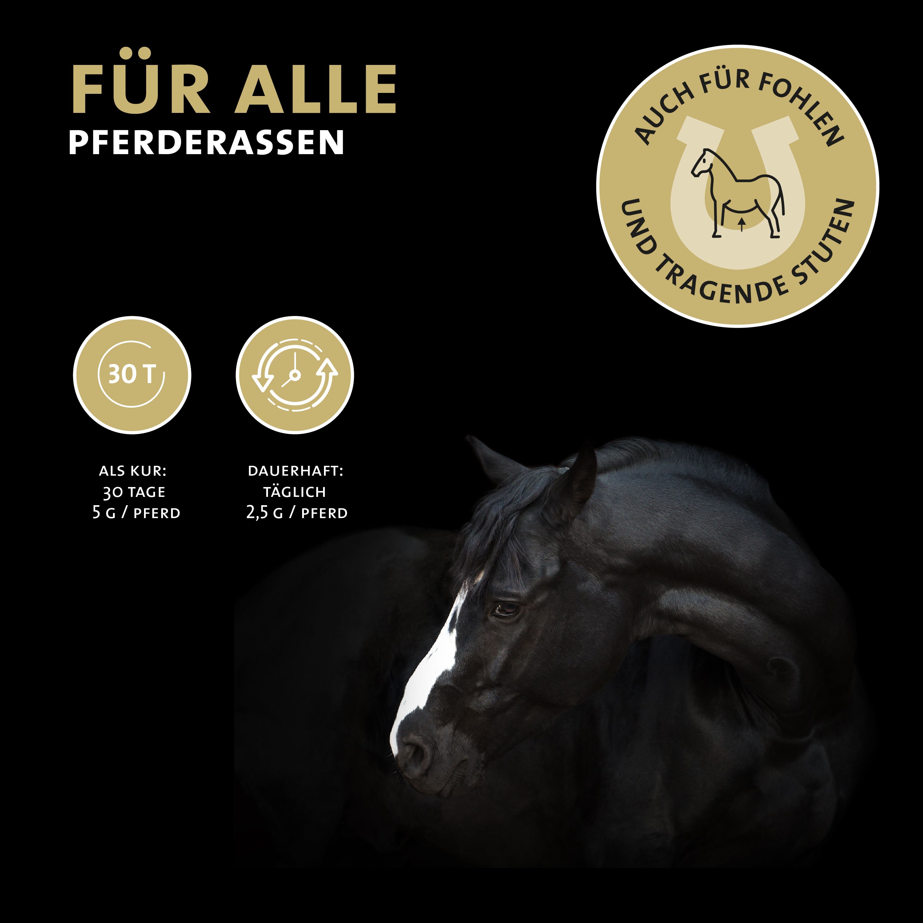 Peticare Gelenk-Kur Pulver für Pferde, unterstützt Gelenke & Sehnen, Knorpel
