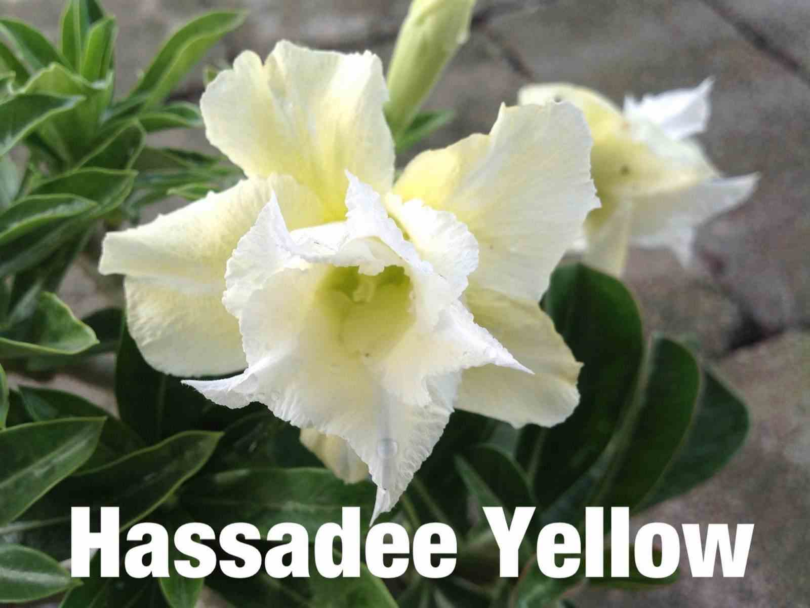 Adenium obesum cv.hussadee yelow blanc - taille caudex d'environ 2000g 25/30cm très gros caudex