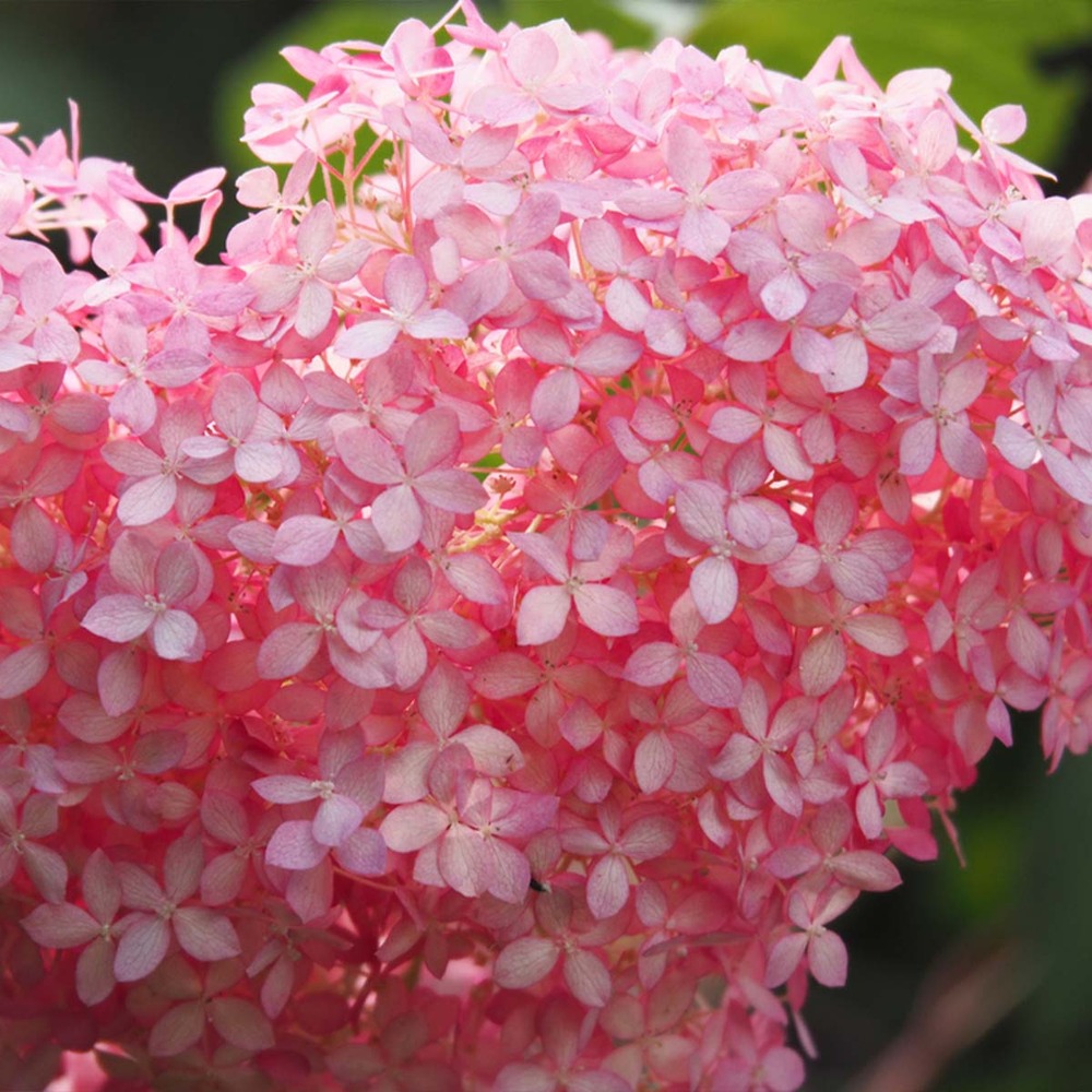 2x hortensia arborescens 'pink annabelle' - hortensia - arbuste - rustique – ⌀19 cm - ↕40-50 cm