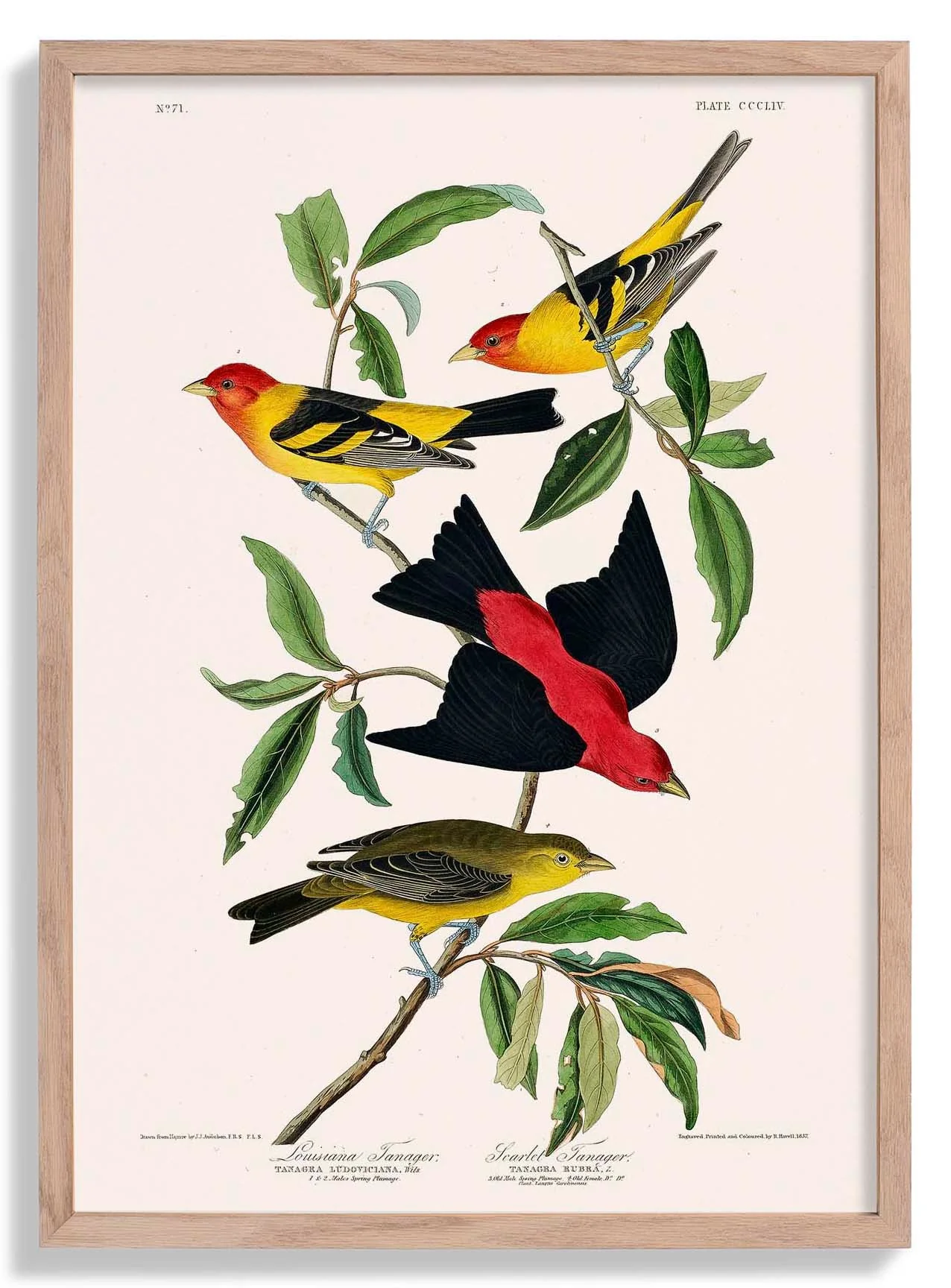 Louisianatangare & Scharlachtangare