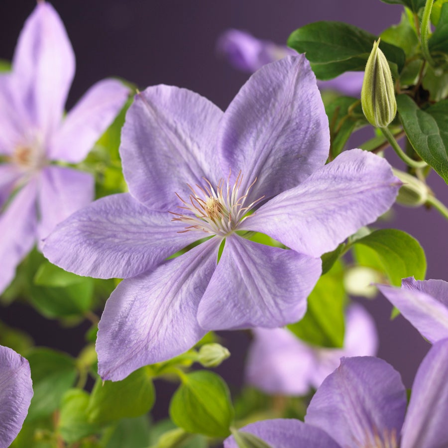 Bosrank (Clematis 'Mrs. Cholmondeley') D 16 H 75 cm