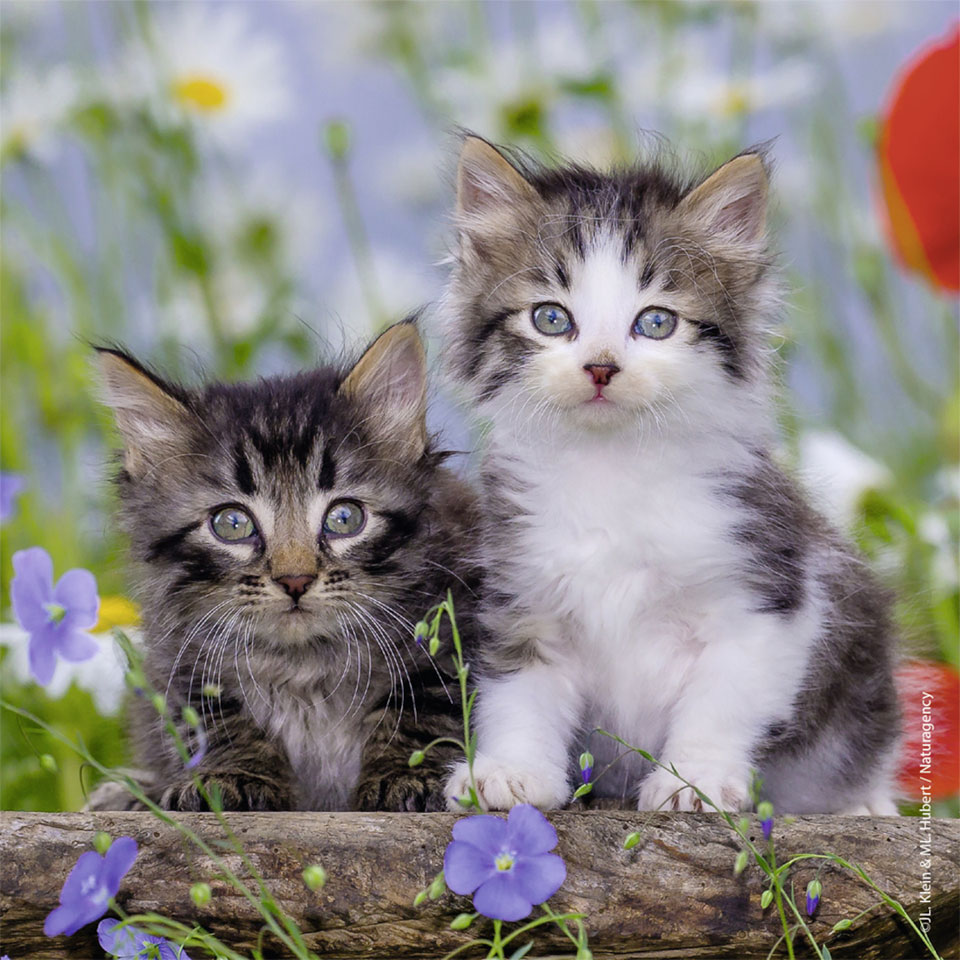 Ravensburger puzzelset katten - 3 x 49 stukjes