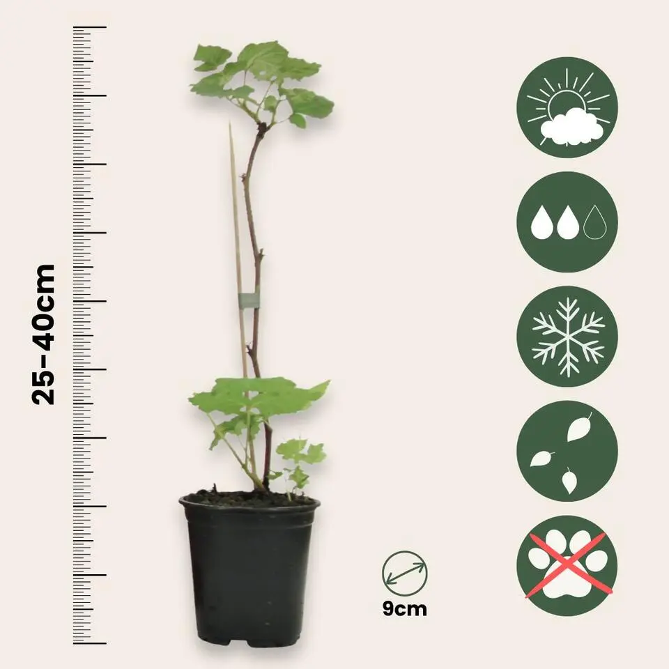 Frambozenplant - Set van 6 - Rubus ideaus 'Autumn Bliss' - Hoogte 25-40cm - ⌀9cm