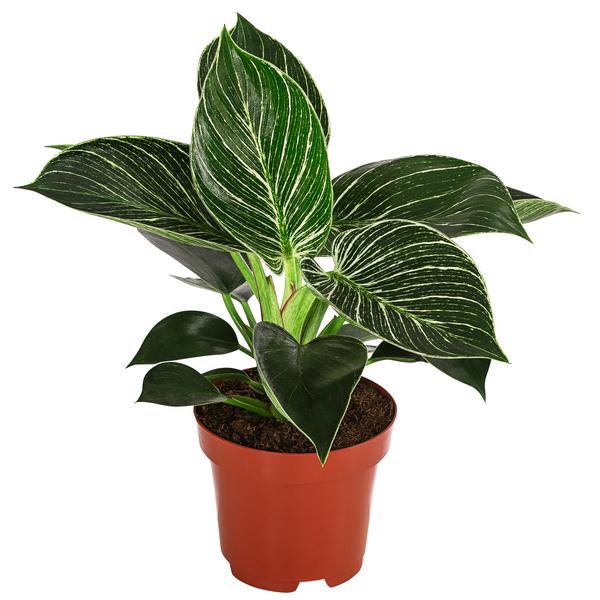 Baumfreund - Philodendron 'White Wave'