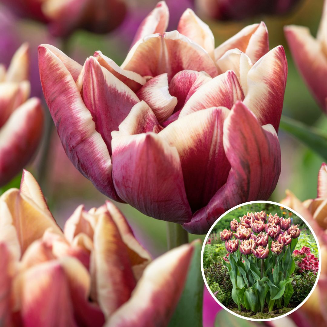 Tulipa wyndham - bulbes à fleurs x21 - tulipe - pourpre