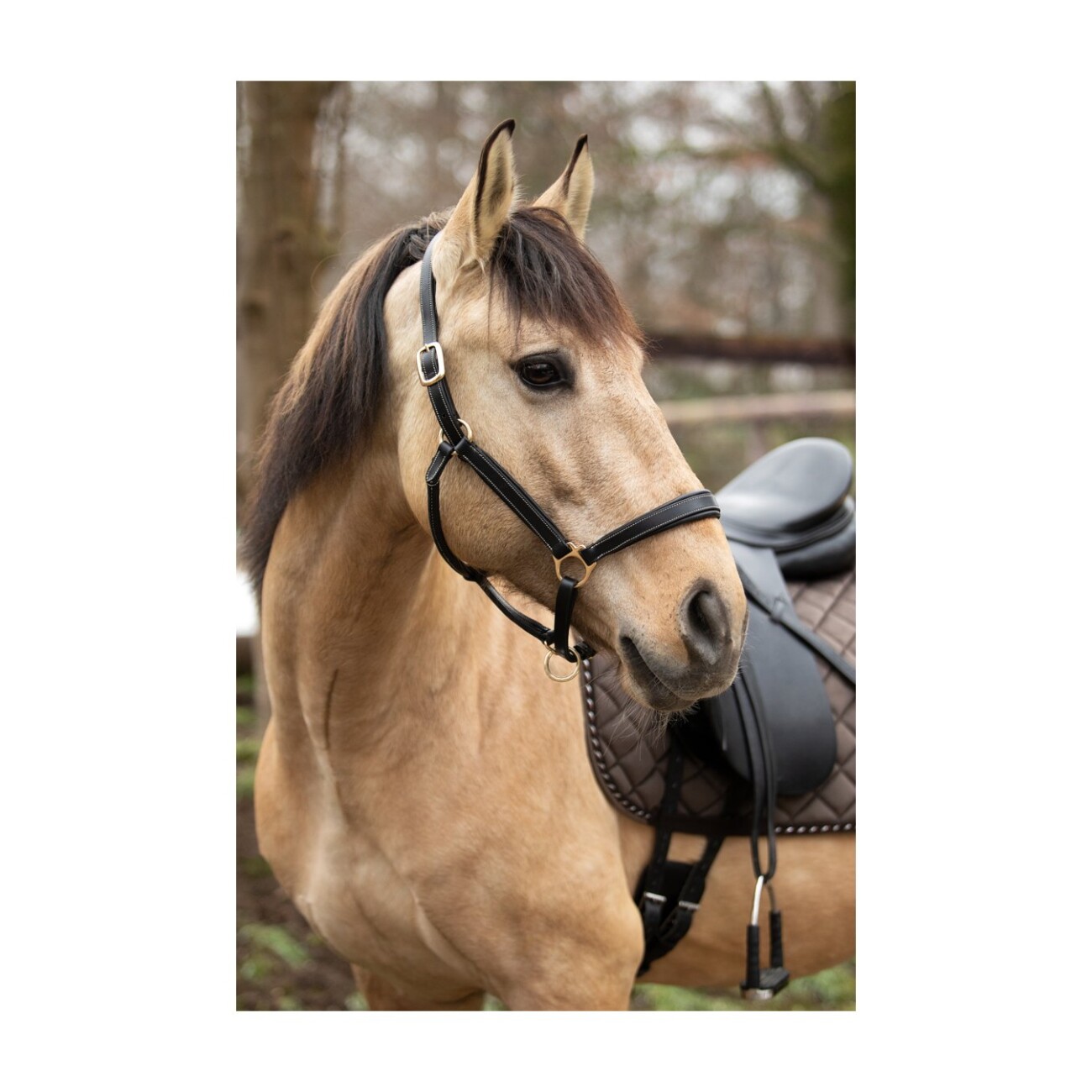 4Horses Lederhalfter Landscape schwarz VB/ COB (Vollblut)