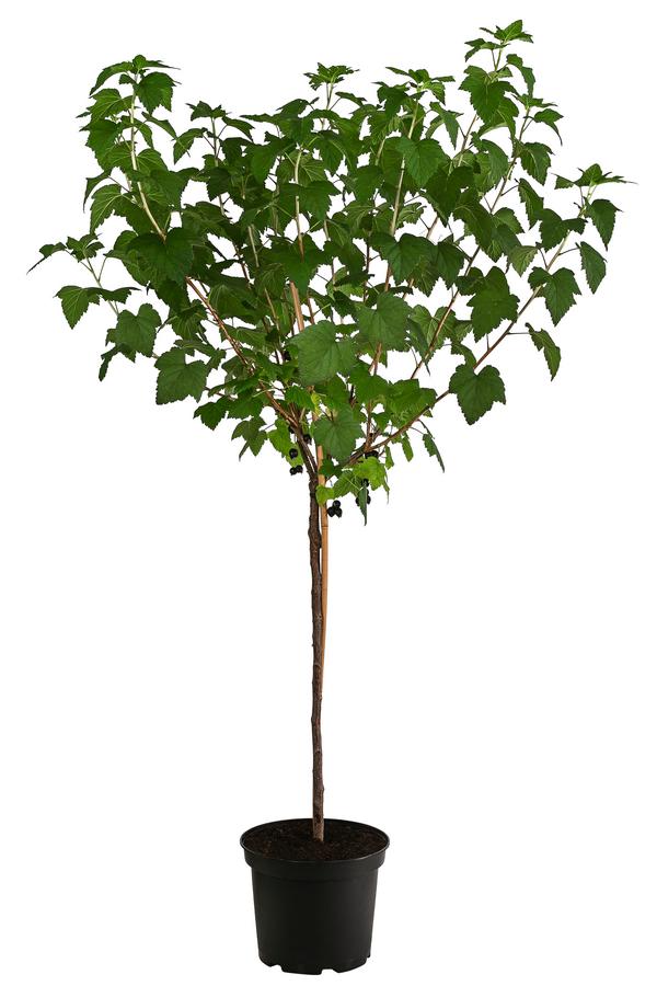 Johannisbeere 'Titania'