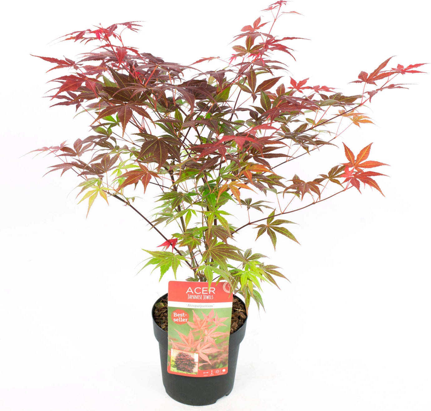 Japanse Esdoorn (Acer palmatum 'Atropurpureum') D 23 H 25 cm
