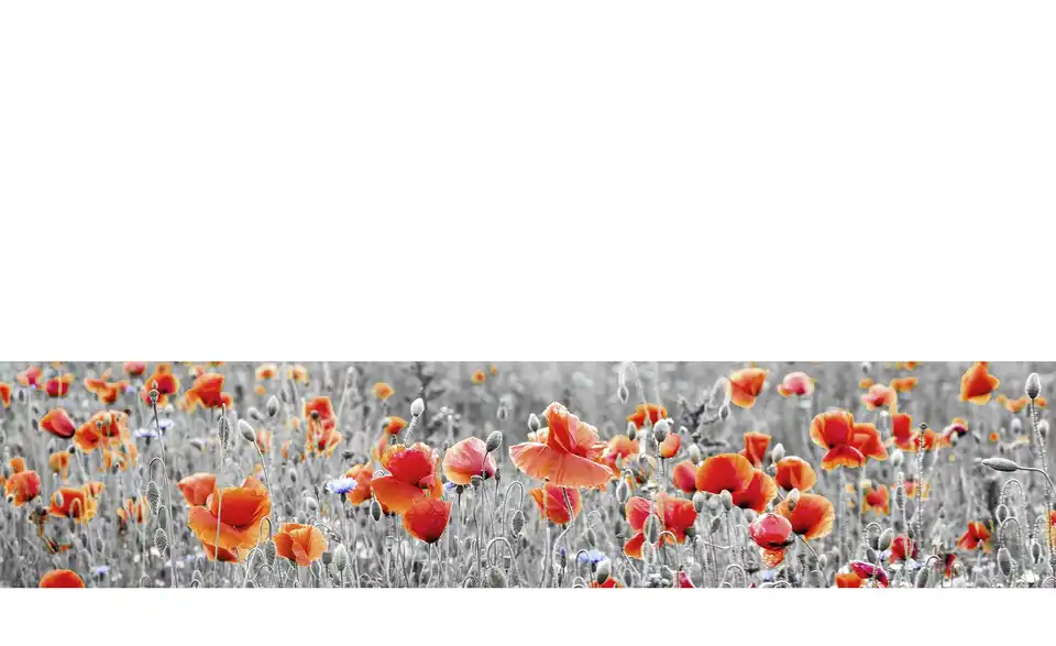 Küchenrückwand-Folie Fixy poppy 220 cm Poppy