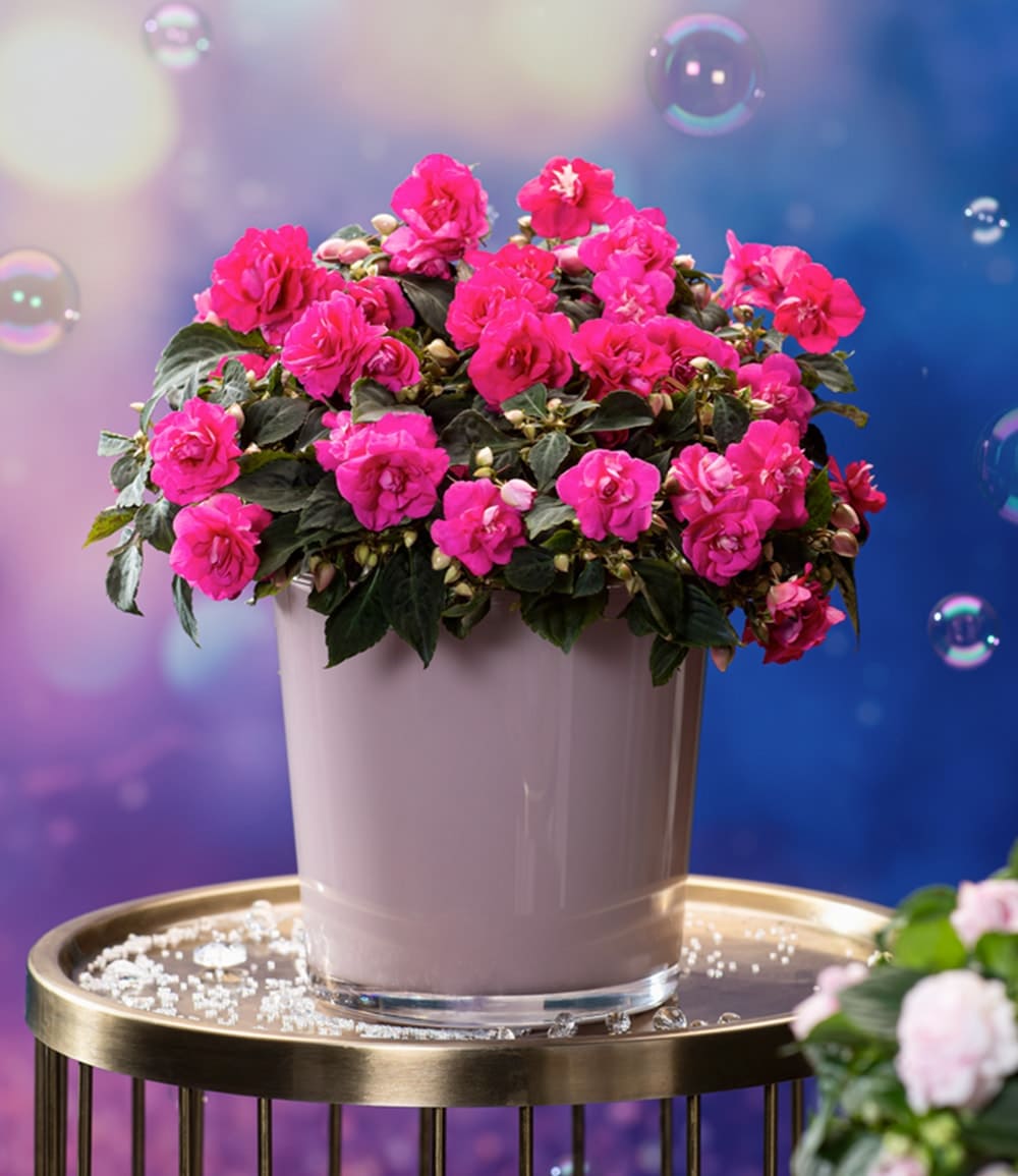 Impatiens 'Glimmer® Hot Pink'