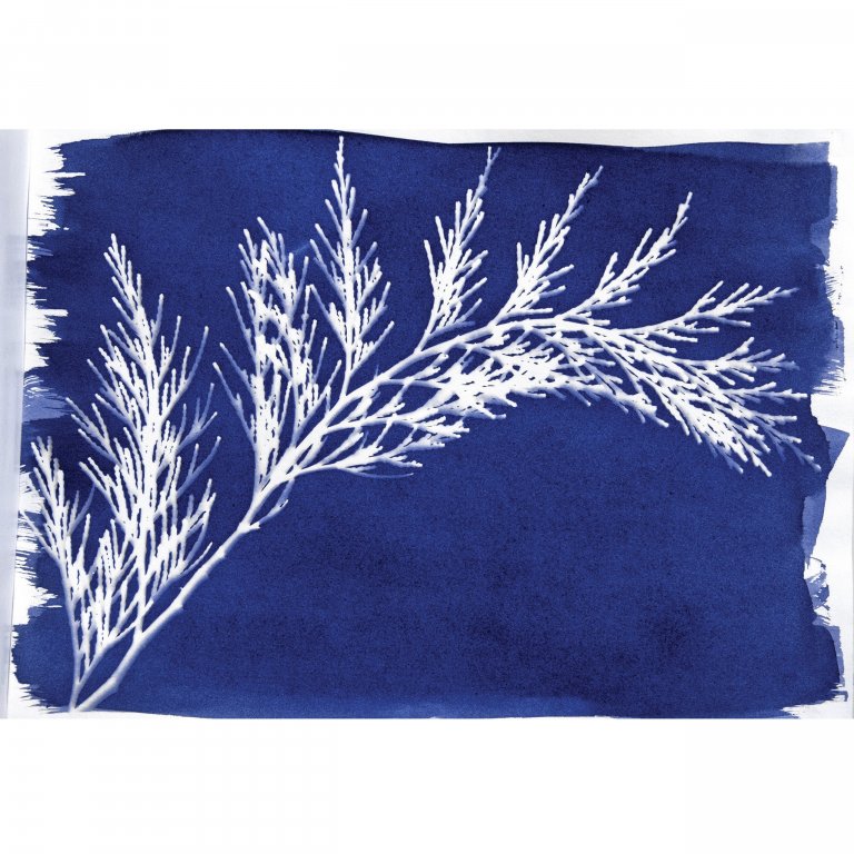 Jacquard Cyanotype, Blaudruck Set