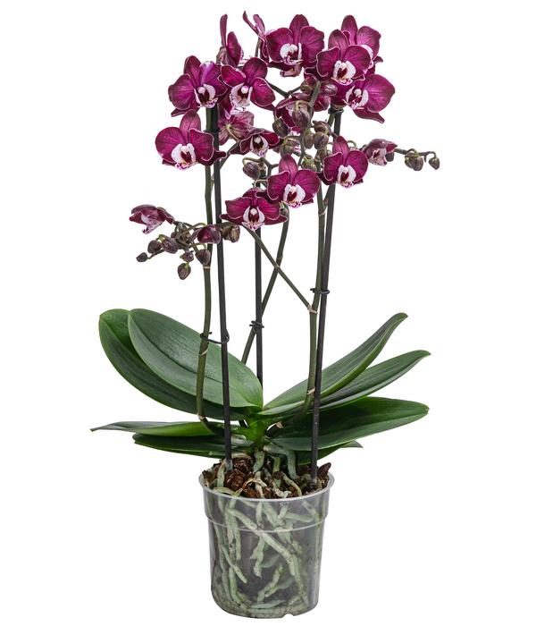 Schmetterlingsorchidee - Phalaenopsis