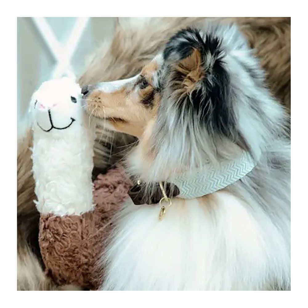 Kentucky JACQUARD-  Collier pour chien bleu clair