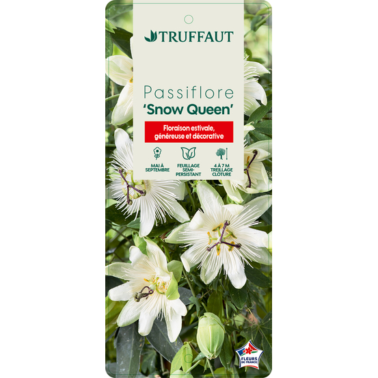 Passiflora 'Snow Queen': pot 3L