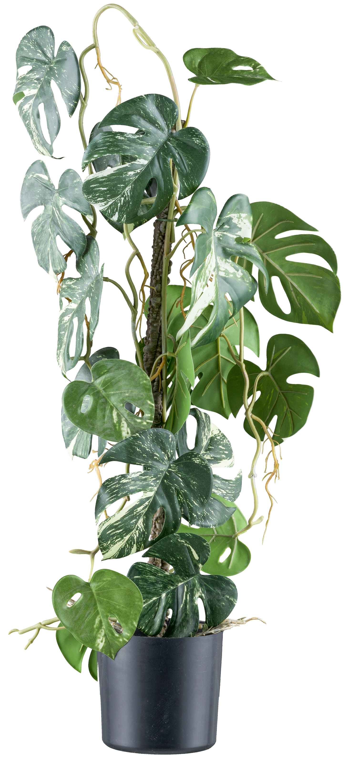 Creativ green Kunstpflanze »Philodendron varigata« mit verschlungenem Stamm