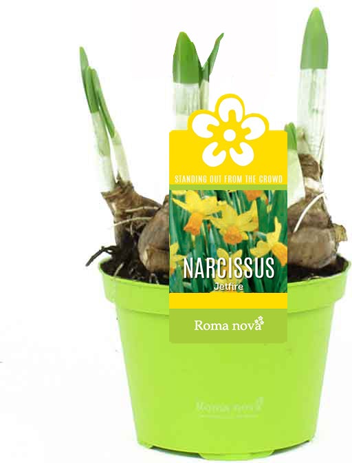 Narcis (Narcissus 'Jetfire') D 9 H 13 cm