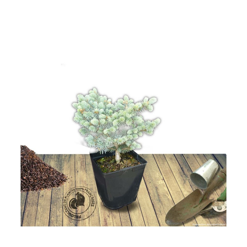 Épicéa bleu pungens glauca globosa/picea pungens glauca globosa[-]pot de 5l - 40/60 cm
