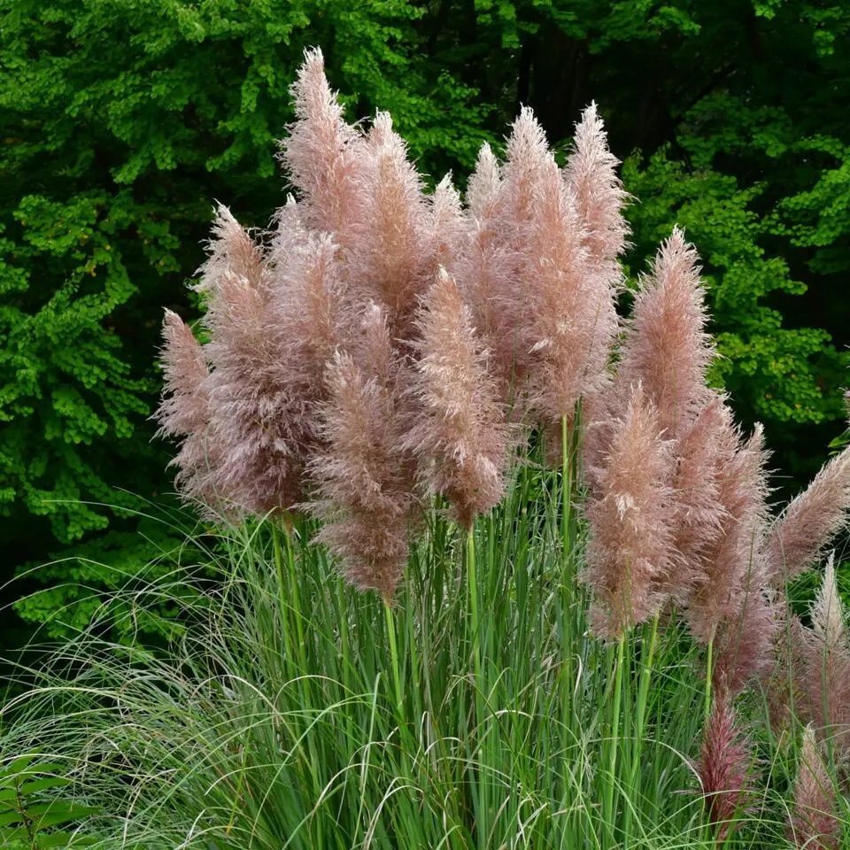 Pampasgras - Set van 6 - Cortaderia selloana - Hoogte 25-40cm - ⌀9cm
