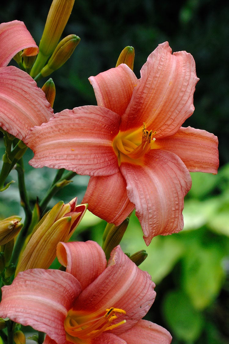 Daglelie (Hemerocallis 'Pink Damask') D 11 H 10 cm