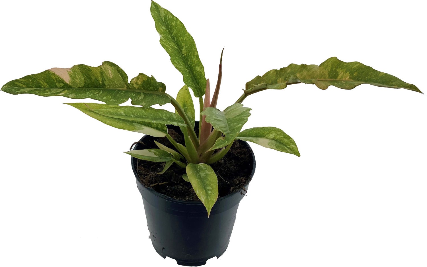 Philodendron (Philodendron 'Ring of Fire') D 14 H 30 cm