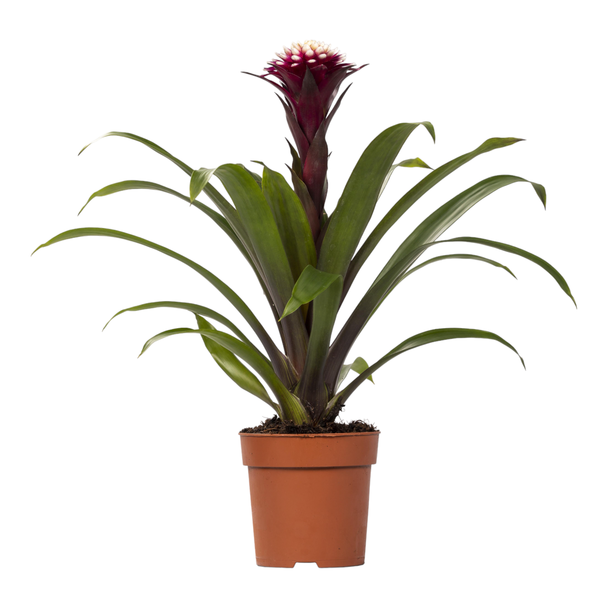 Plante d'intérieur - guzmania fransesca 45.0cm