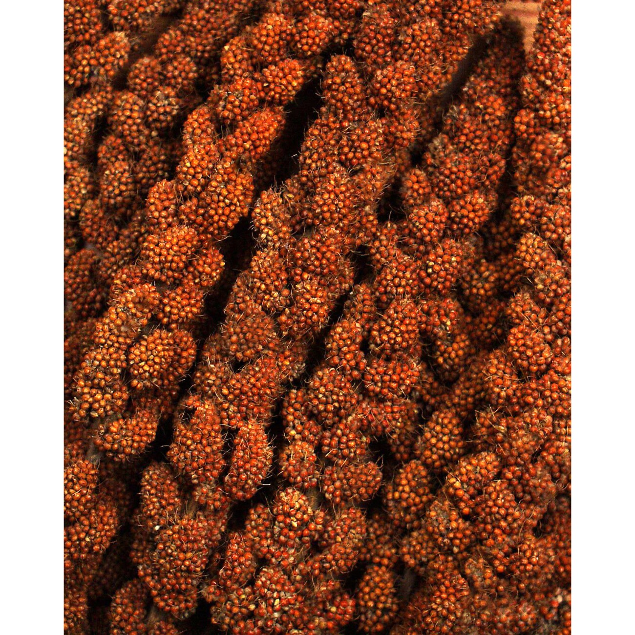 JR Farm rote Kolbenhirse 3x500g