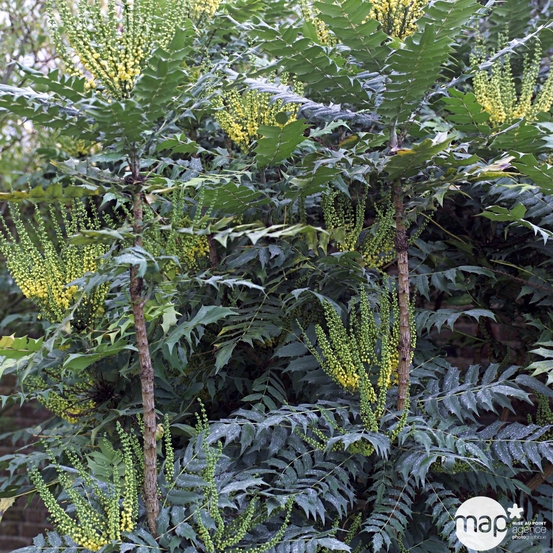 Mahonia x media ' Winter Sun ' : ctr 5 L Couleur