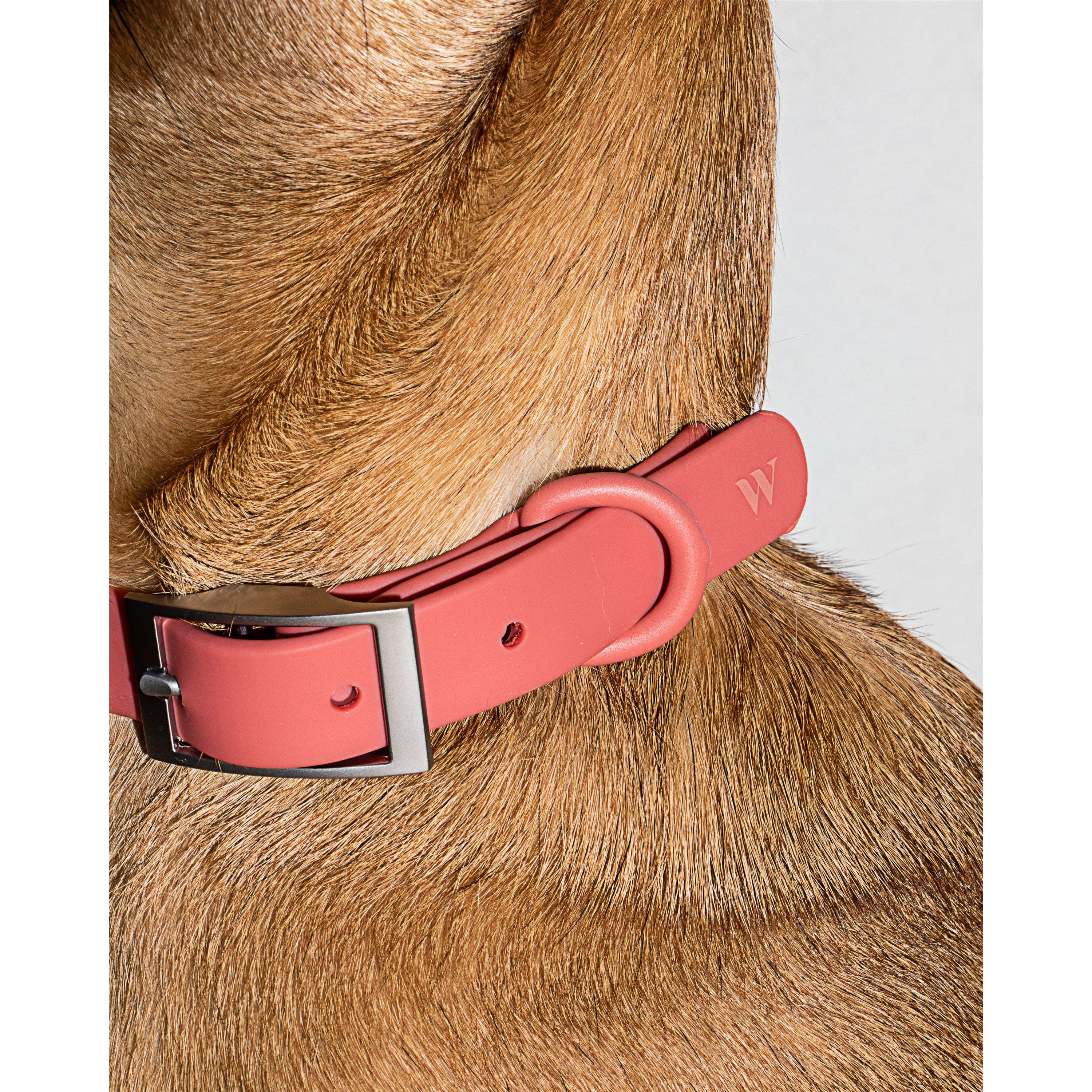 Wild One WO Dog Collar