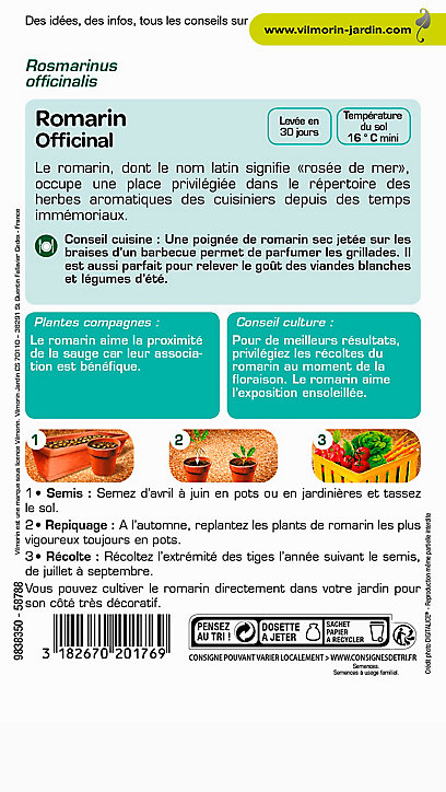 Graines de Romarin Officinal Vilmorin