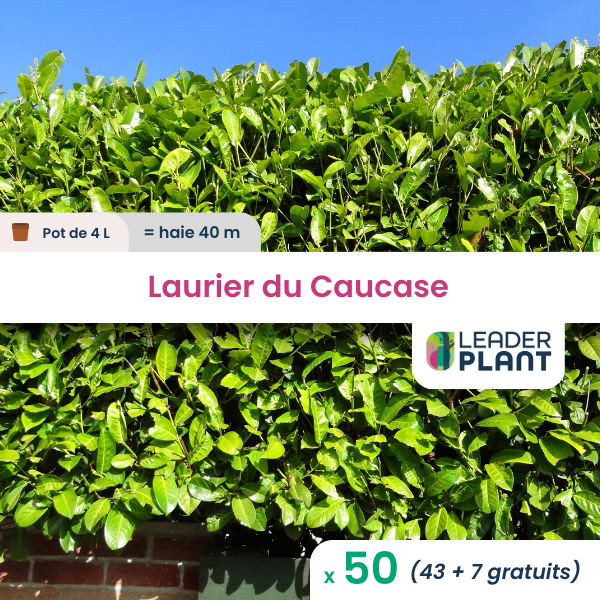 50 x laurier du caucase en pot de 4 l
