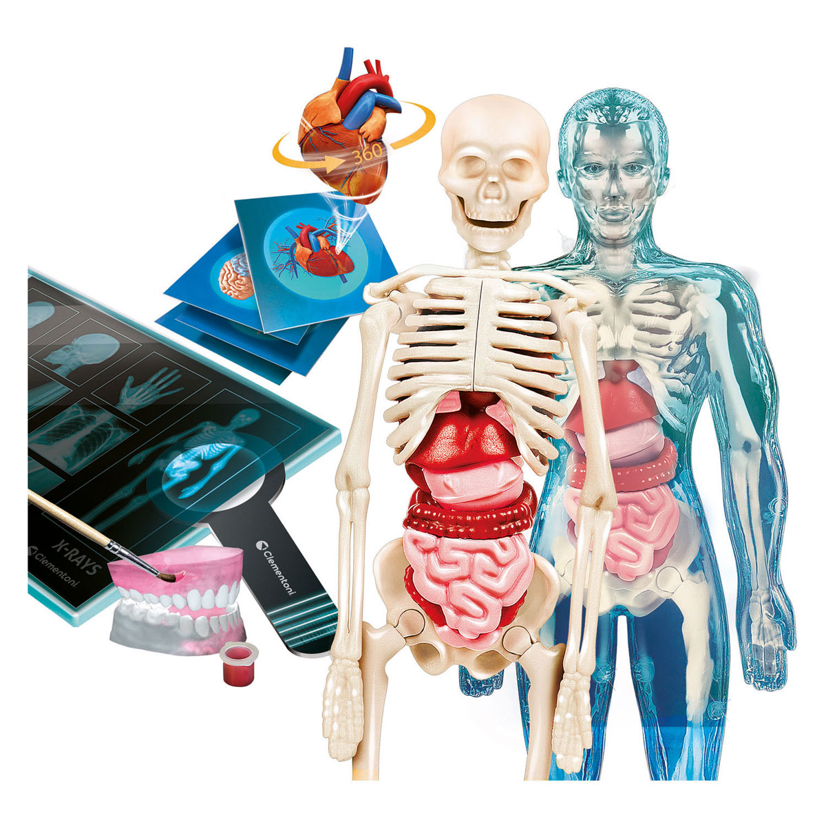 Clementoni Wetenschap en Spel- Super Anatomie