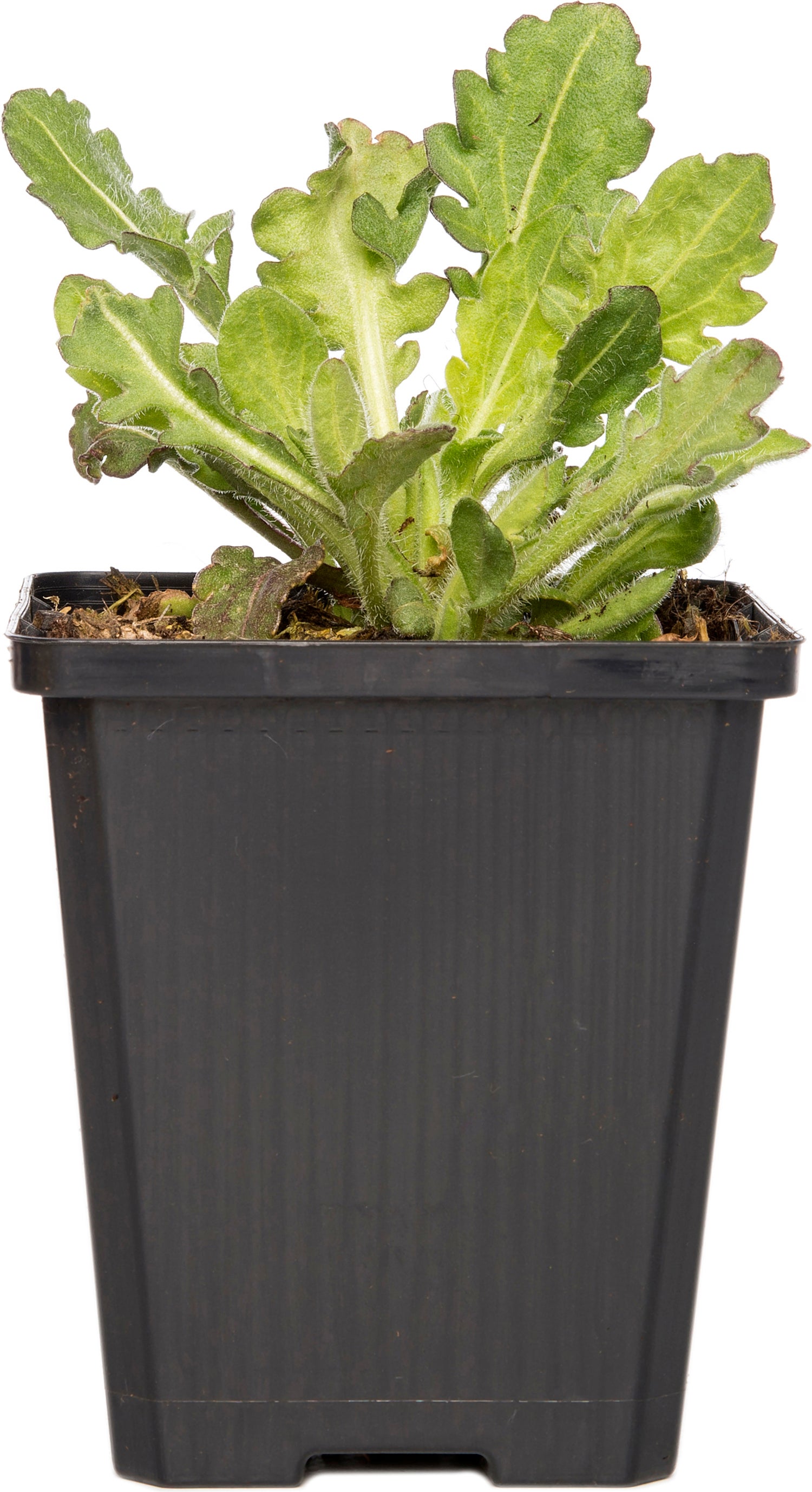Kokardebloem (Gaillardia 'Burgunder') D 9 H 5 cm