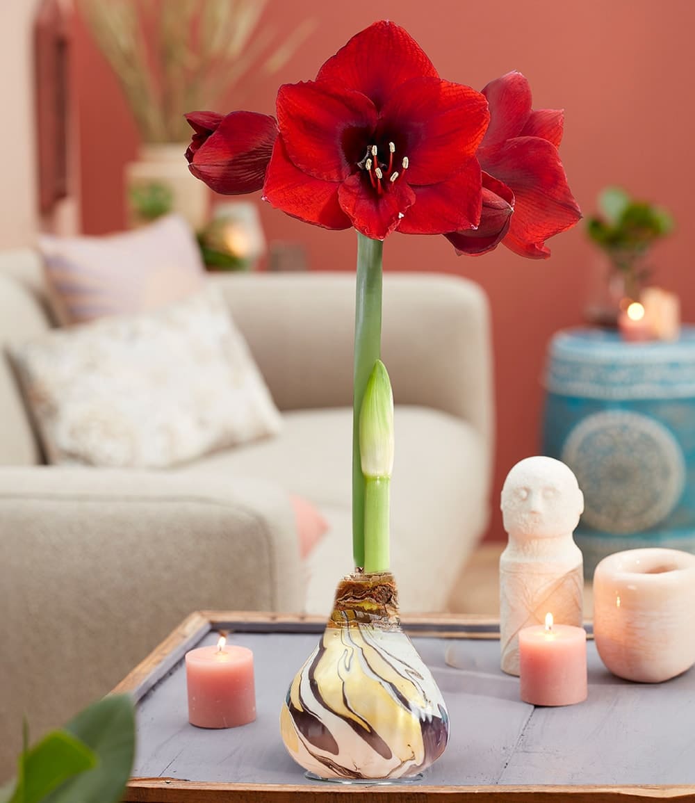 XL Wachs-Amaryllis 'Swirl' black, rote Blüte