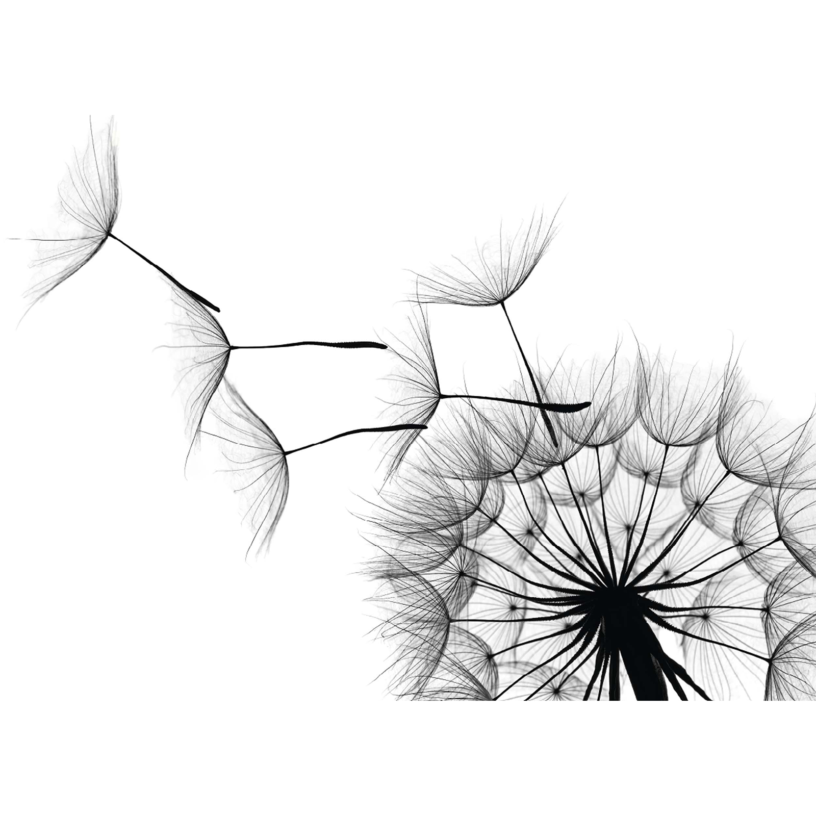 Gerahmtes Bild PUSTEBLUME - 50x70 cm