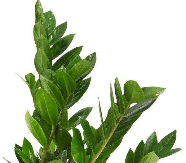 Glücksfeder - Zamioculcas zamiifolia