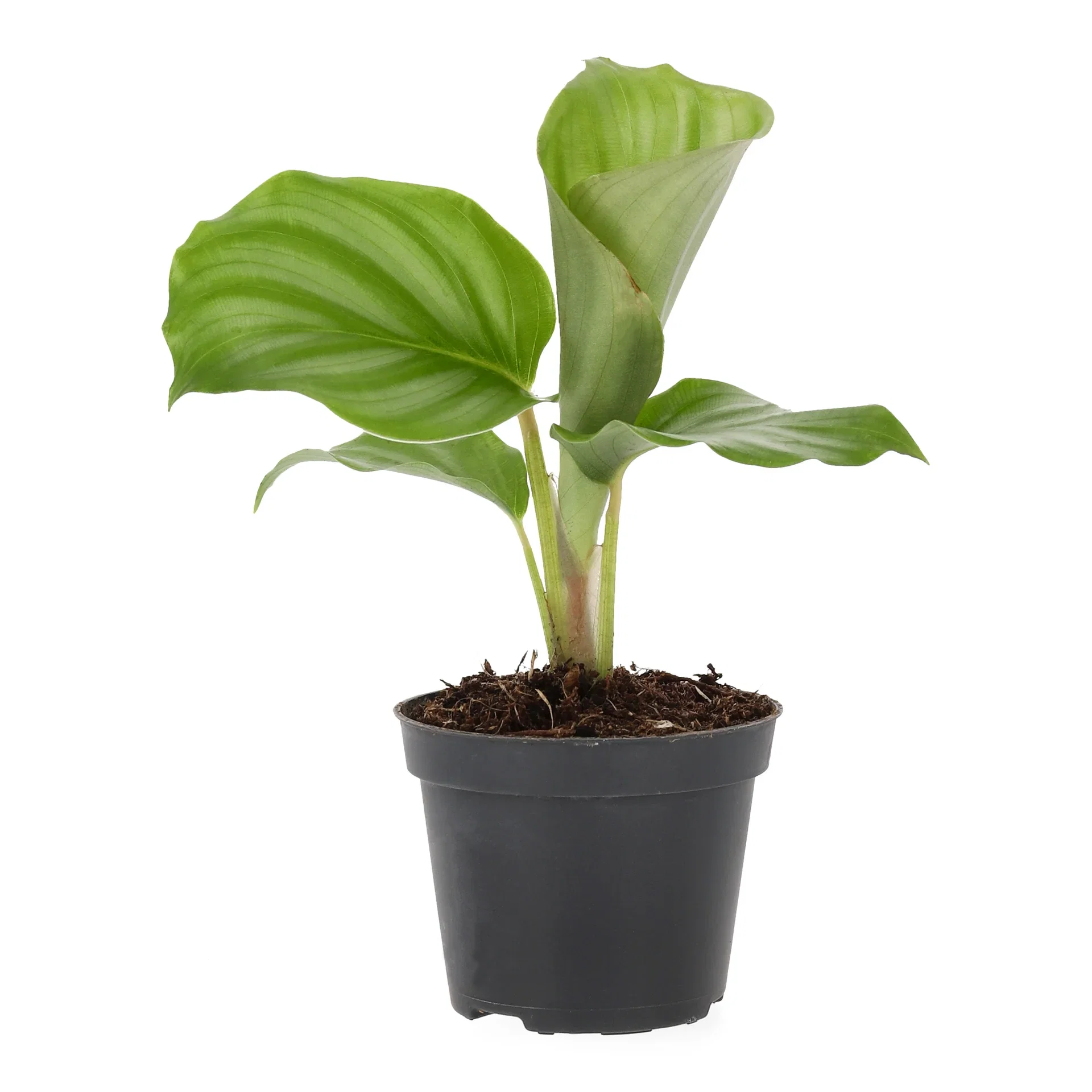 Calathea mix Calathea mini miks Høyde 15 cm