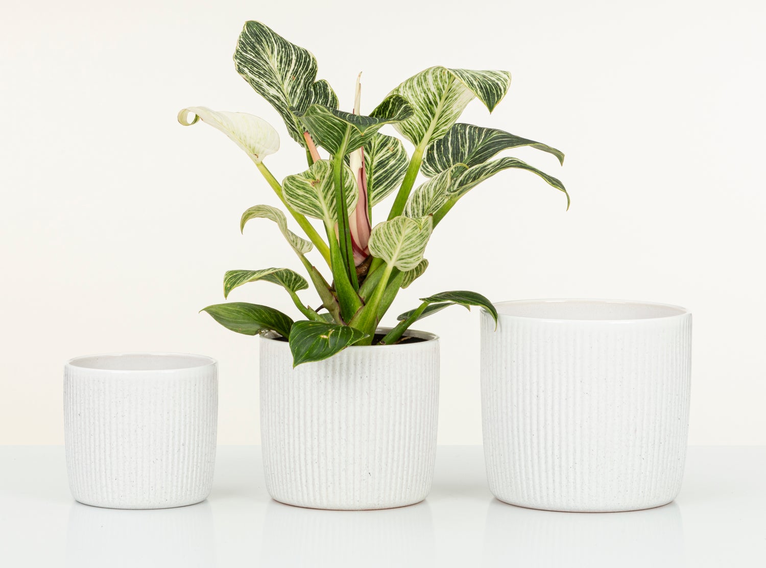 Scheurich Solido Linea, keramische bloempot, kleur: Perla, 17,6 cm diameter, 16 cm hoog, 3,1 l inhoud.
