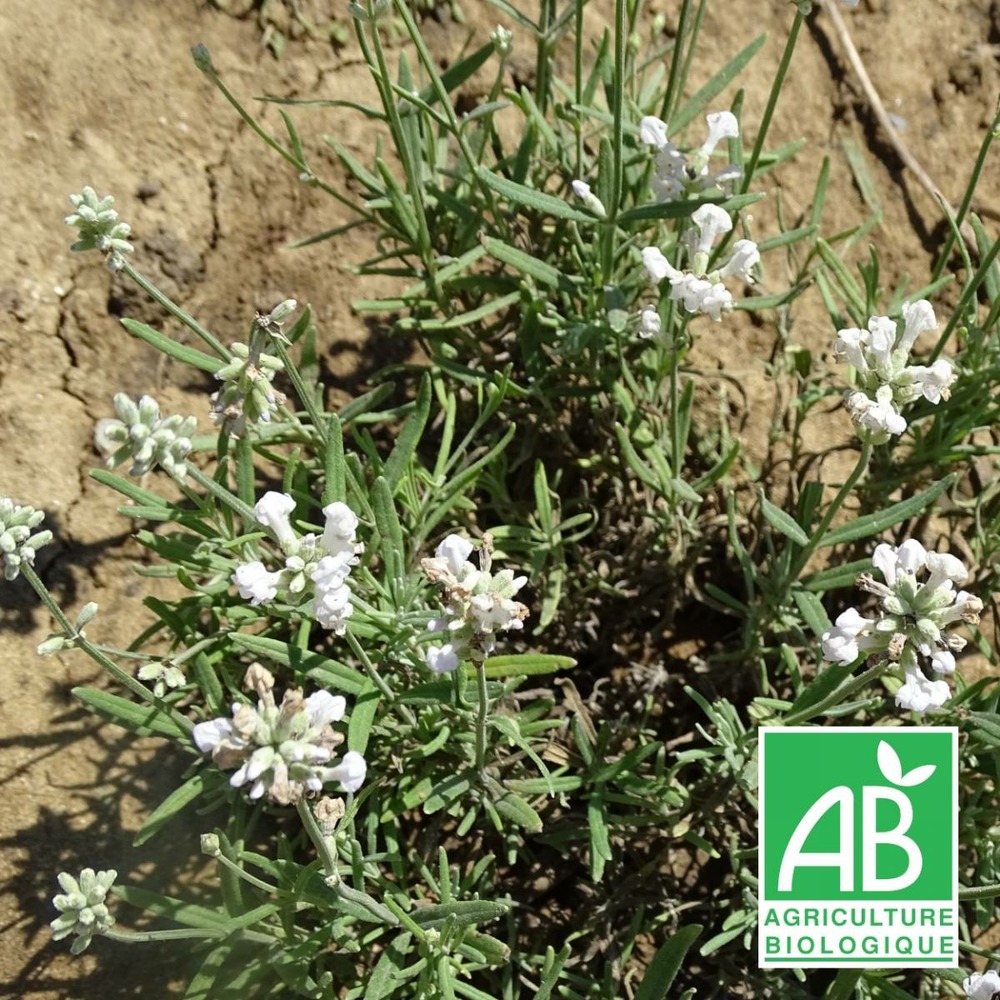 Lavande angustifolia alba bio/lavandula angustifolia alba[-]lot de 9 godets