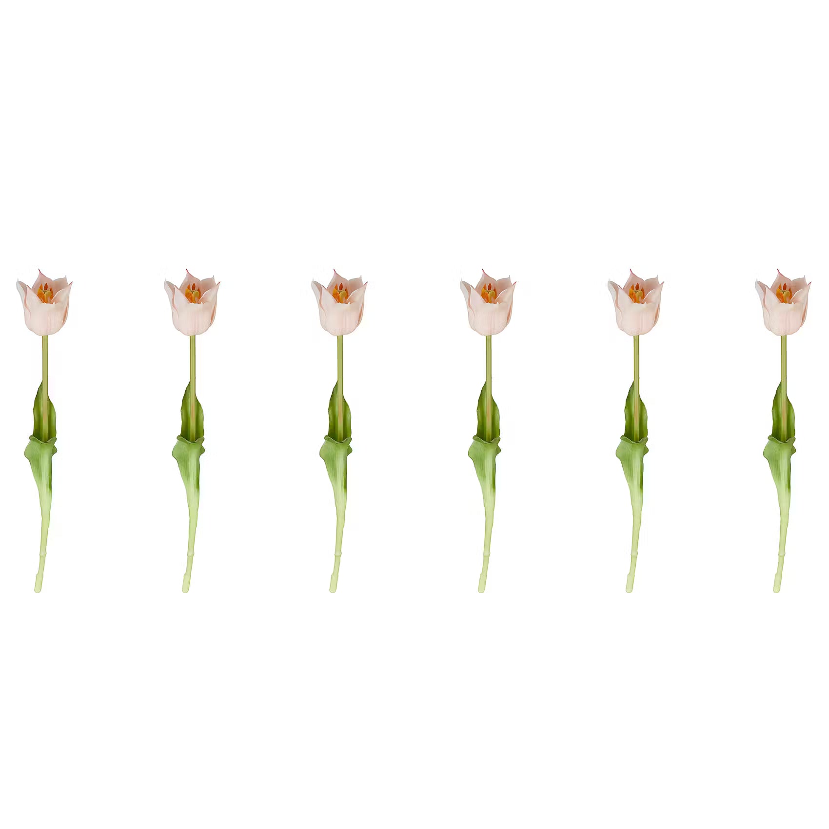FLORISTA Tulpe 6er-Set