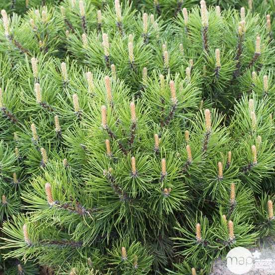 Pinus mugo Pumilio, H : 30/40 cm, ctr 4L