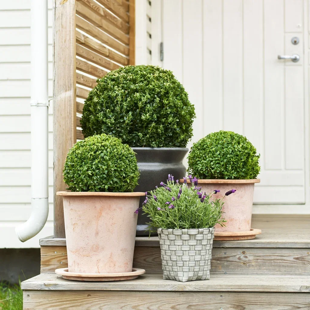 Buxus sempervirens 'Arborescens' Europabuksbom, kule Høyde 40 cm
