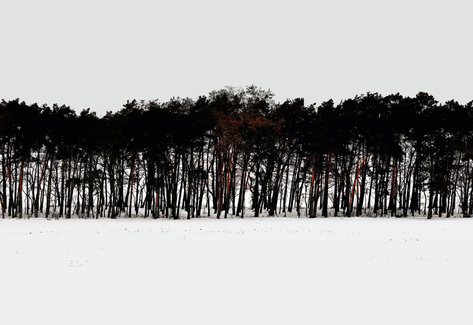 Forest 3 by Hartwig Klappert - Limited Edition. Edition of: 100. Signed.