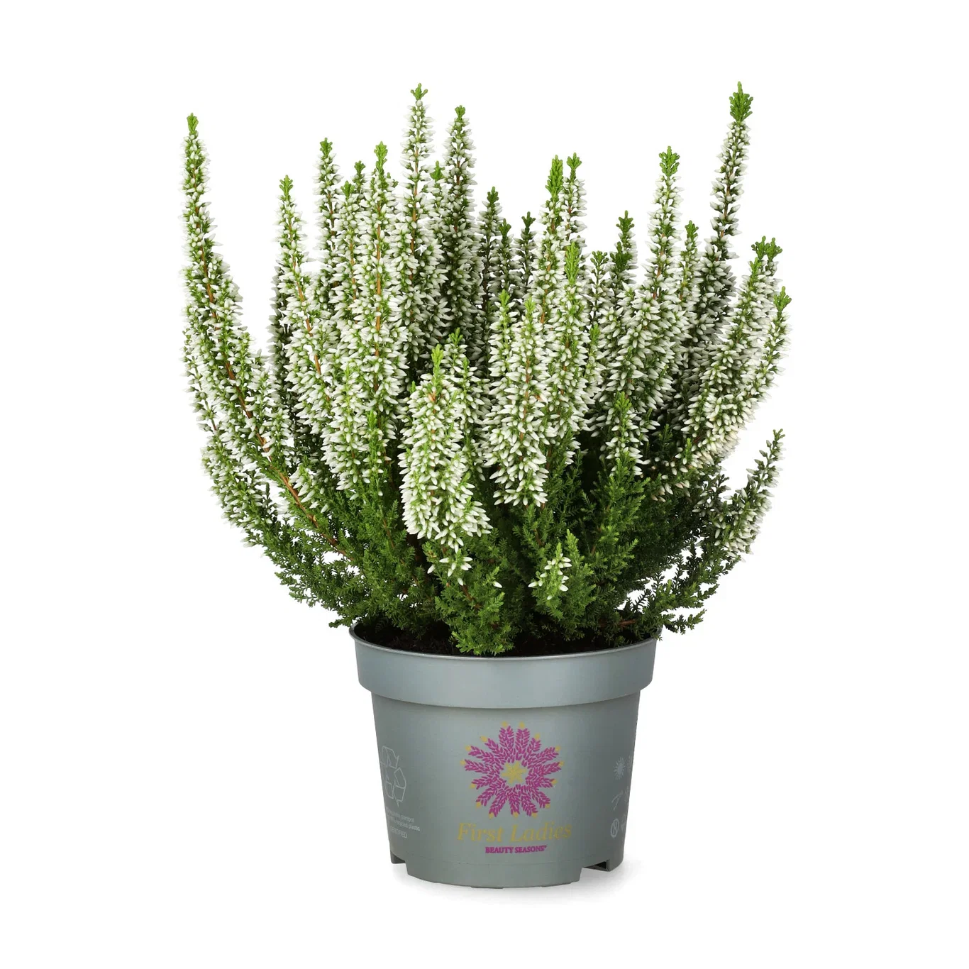 Calluna vulgaris (Beauty Ladies Series) 'First Lady' Røsslyng BEAUTY LADIES 'First Lady' Ø12 cm