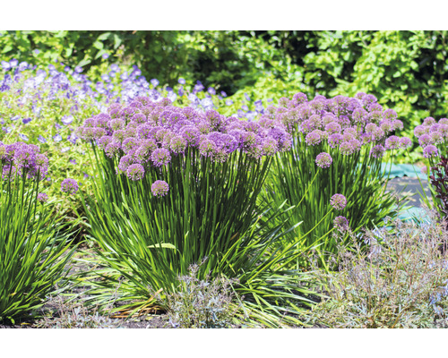 Sierui FloraSelf Allium 'Millenium' Co 3 L