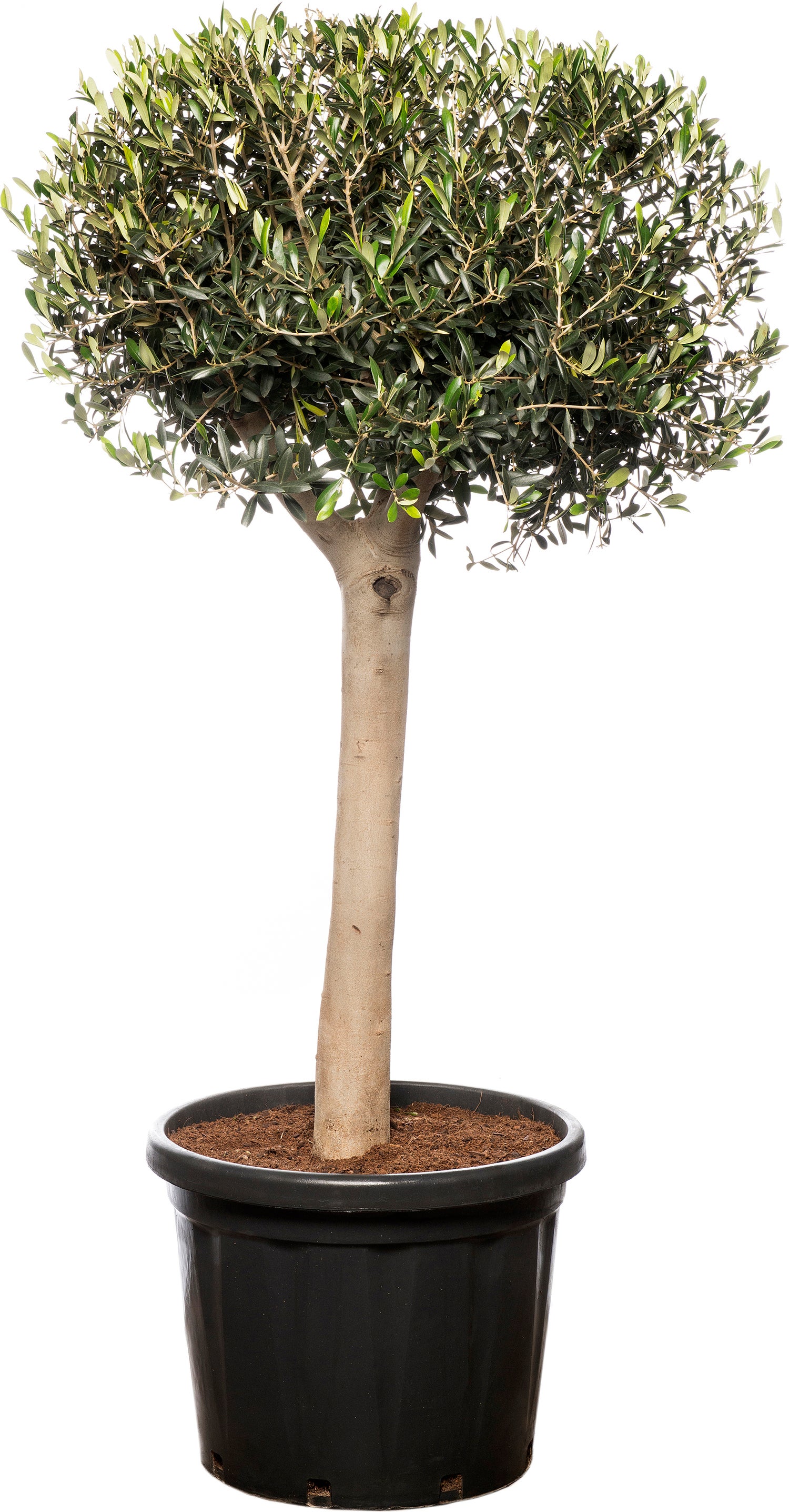 Olijfboom (Olea europaea) D 34 H 120 cm