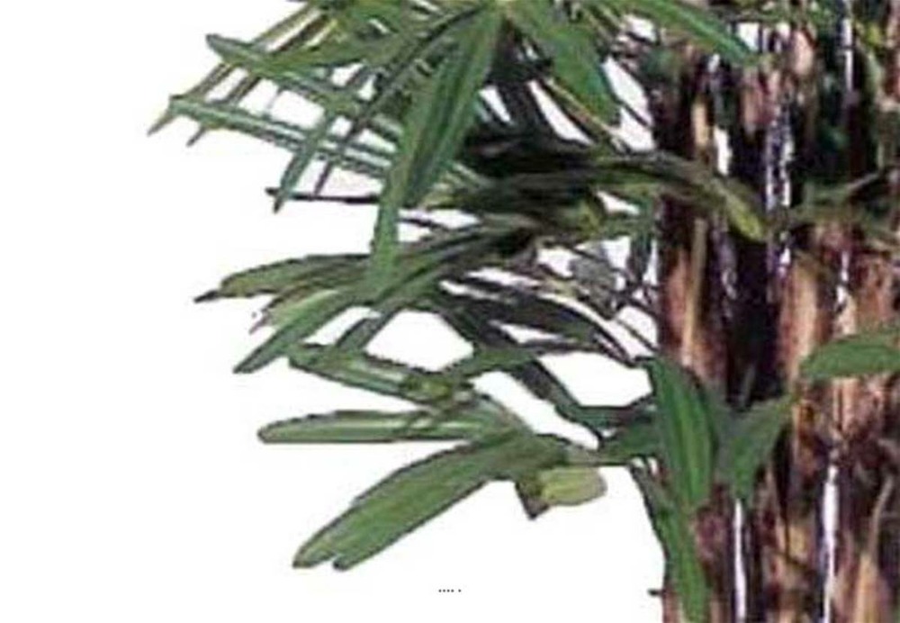 Palmier raphis artificiel tres dense en pot h 210 cm vert - choisissez votre hau