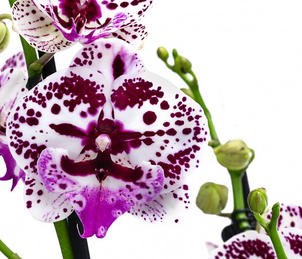 Schmetterlingsorchidee - Phalaenopsis