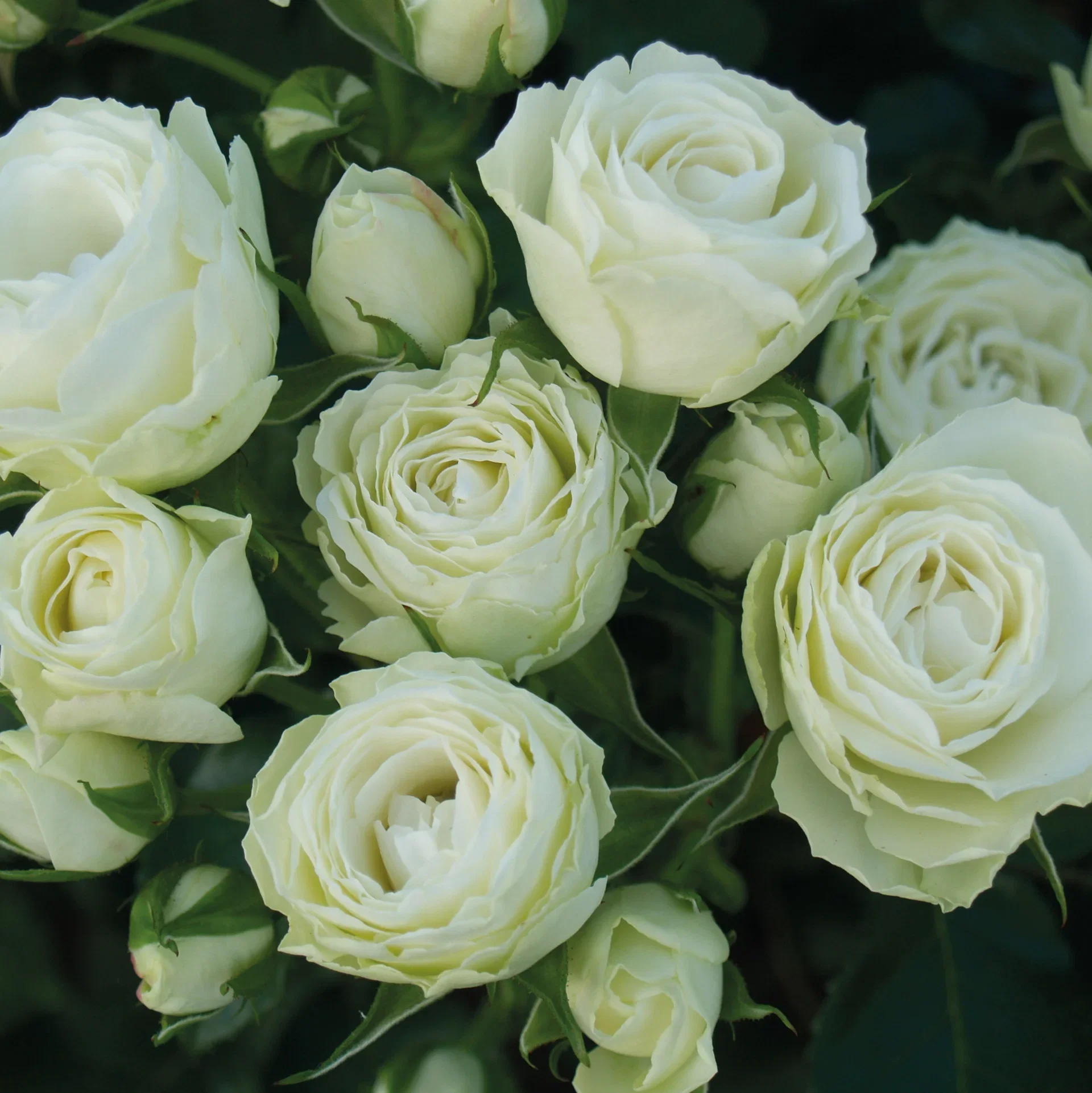 Rose Terrace  White 4L Terrasserose hvit Ø21 cm
